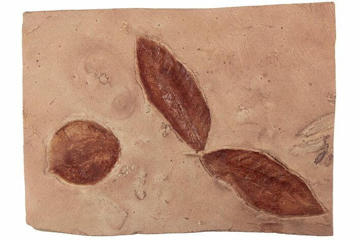 Three Red Fossil Leaves (Zizyphoides & Rhamnites) - Montana #189038